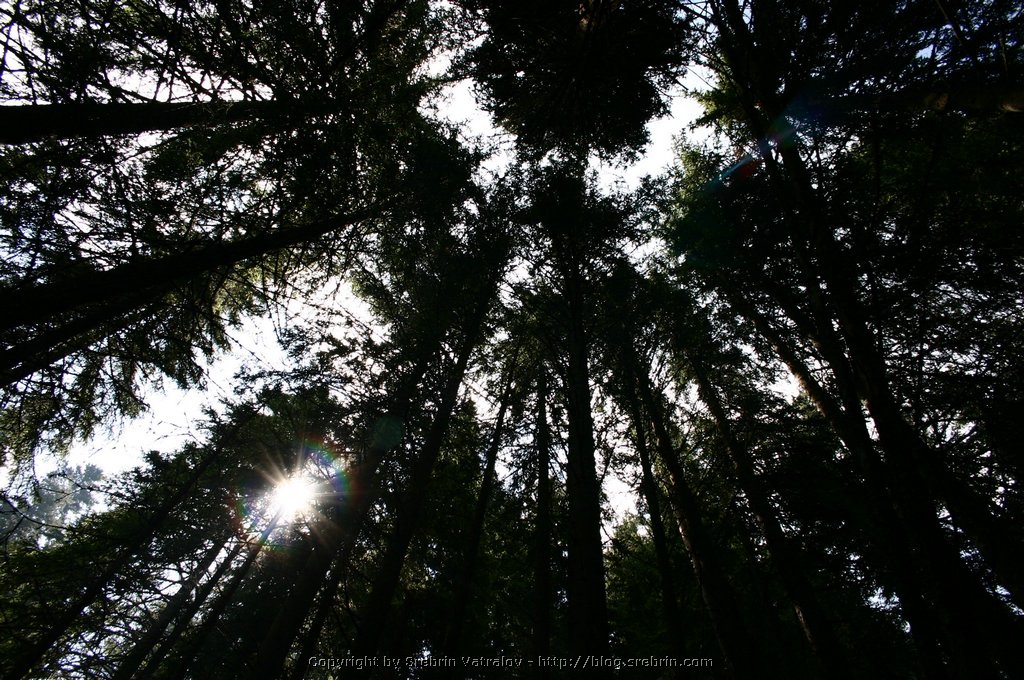 IMG_8070 In the forest.JPG
Make: Canon
Model: Canon EOS DIGITAL REBEL
DateTime: 09.7.2005 . 11:28:21
EXIFImageWidth: 2048
ExifImageLength: 1360
Flash: Flash did not fire
ISOSpeedRatings: ISO 100
ShutterSpeedValue: 1/125 sec
ApertureValue: F7,1
FocalLength: 18 mm