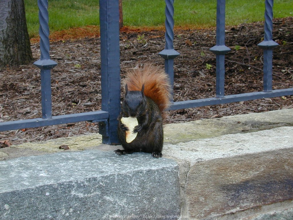 DSCN2729 Squirrels are all over Washington DC
Click for next picture...